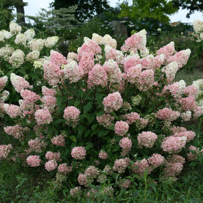 HYDRANGEA, STRAWBERRY SUNDAE 5 G