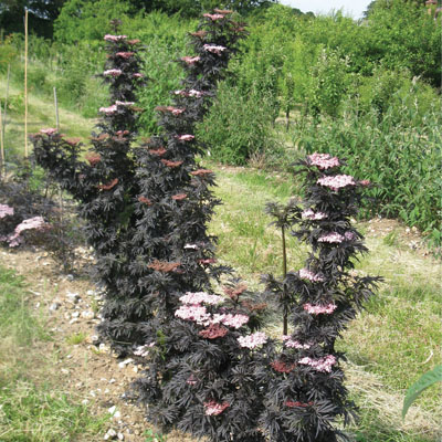 ELDERBERRY, LACED UP 3-5 GALLON