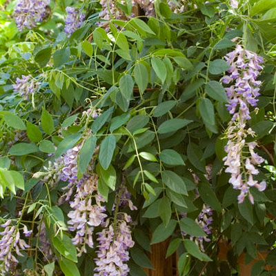 WISTERIA, SUMMER CASCADE 2 GAL