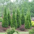 ARBORVITAE, NORTH POLE 10 GALLON