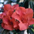 AZALEA, AUT. EMBERS ENCORE 8"