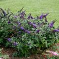 BUTTERFLY BUSH, PUGSTER BLUE 5 G