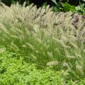 GRASS, HAMELN FOUNTAIN DWARF 8"