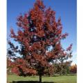 OAK, RED SHUMARD 2"