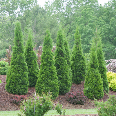 ARBORVITAE, NORTH POLE 8"