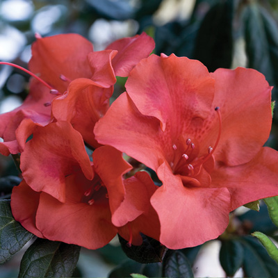 Encore Autumn Embers Azalea 8"