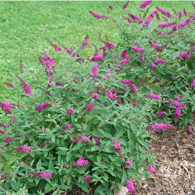 Lo & Behold Ruby Chip® Butterfly Bush 2G