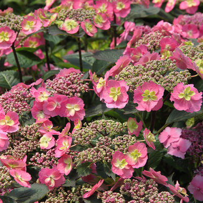 Tuff Stuff Red Mountain Hydrangea 3-5G