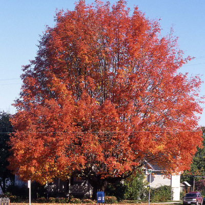 MAPLE, SUGAR 20 GALLON