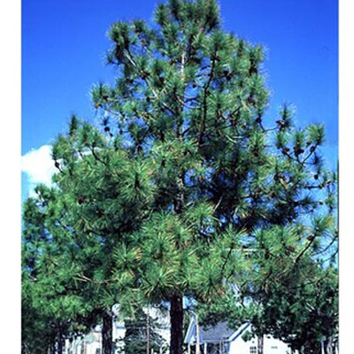 PINE, LOBLOLLY 7 GALLON