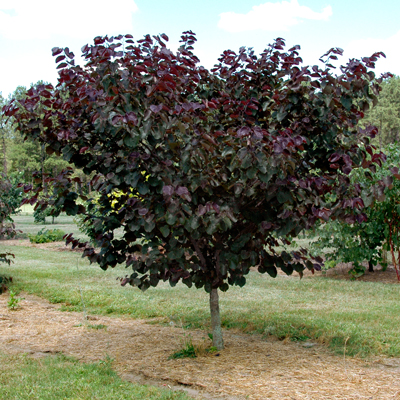 REDBUD, MERLOT 2.5"