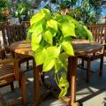 POTHOS NEON QUEEN HB 8"