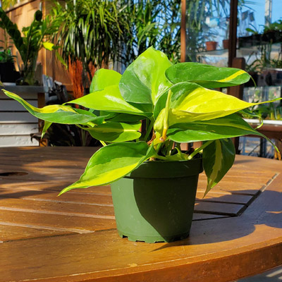 PHILODENDRON BRASIL 4"