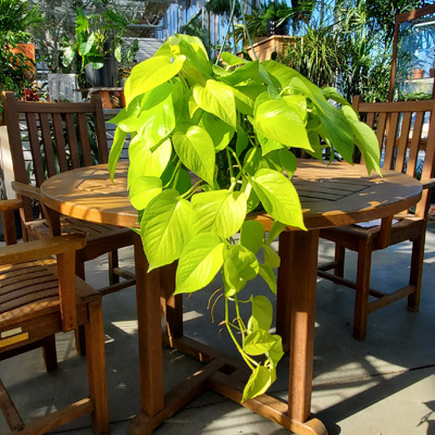 POTHOS NEON QUEEN HB 8"