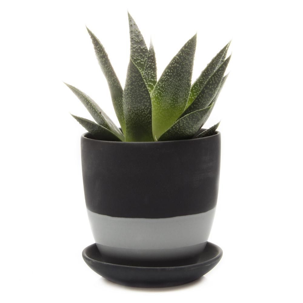POT, DYAD W/SAUCER BLACK 3.25"