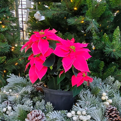 POINSETTIAS