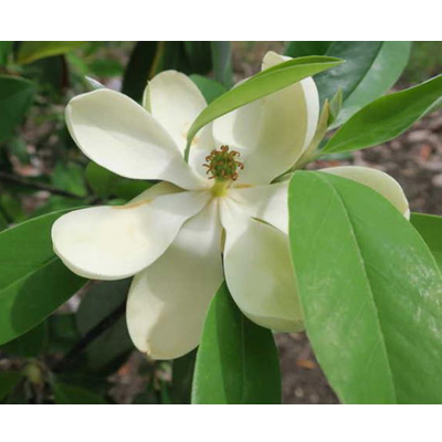 MAGNOLIA, GREEN SHADOW 10 GALLON