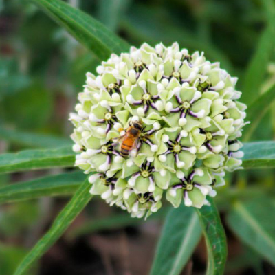 NATIVE PERENNIALS