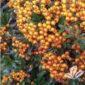 PYRACANTHA, GNOME 1 GALLON