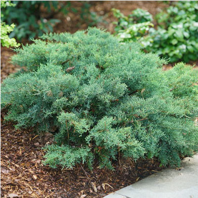 Montana Moss Juniper 2G