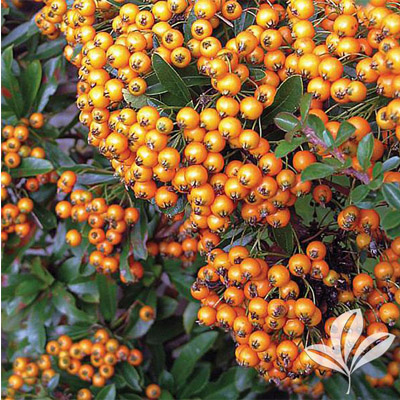 PYRACANTHA, GNOME 3-5 GALLON