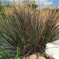 GRASS, BLACKHAWK BIG BLUESTEM 5G