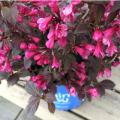 WEIGELA, STUNNER 2 GALLON