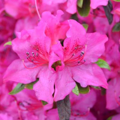 Purple Spectacular Reblooming Azalea 3-5G