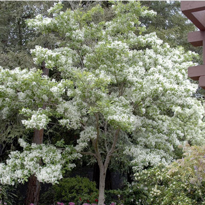 FRINGETREE, WHITE 5'