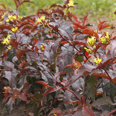 HONEYSUCKLE, FIREFLY NIGHTGLOW 2