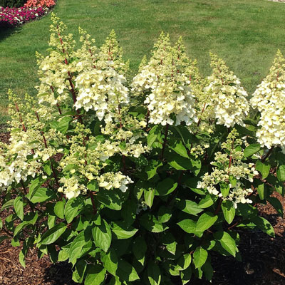 Candelabra Hydrangea 2G   