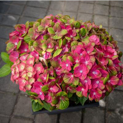 HYDRANGEA, TILT N SWIRL 2 GAL