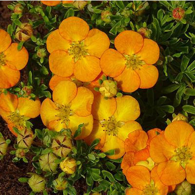 POTENTILLA, BELLA SOL 2 GALLON