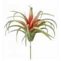 PICK, AIR PLANT GRN/RED 5"