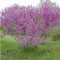 REDBUD, DON EGOLF 7 GALLON