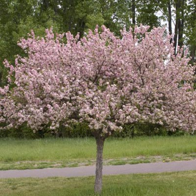 CRAB, CORALBURST 2.5"