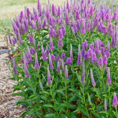 Van Gogh Veronica - Perennials for Sun