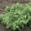 ARBORVITAE, KOR. GLAUCA PROST. 5