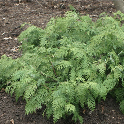 Glauca Prostrata Korean Arborvitae 5G