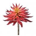 PICK, 7" STAR SUCCULENT RED