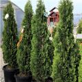 ARBORVITAE, DEGROOT'S SPIRE 5-6'