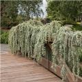 CEDAR, WEEPING BLUE ATLAS 15G