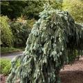 SPRUCE, GLAUCA THE BLUES 5'