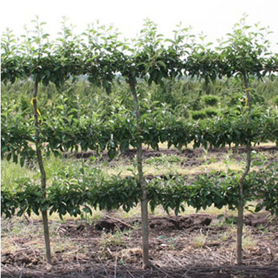 Gravenstein Espalier Apple Tree (20 Gal)