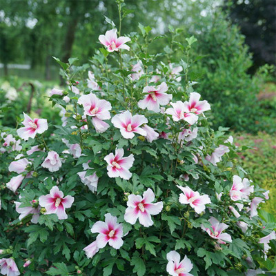 Paraplu Pink Ink Rose of Sharon 'Althea' 2G