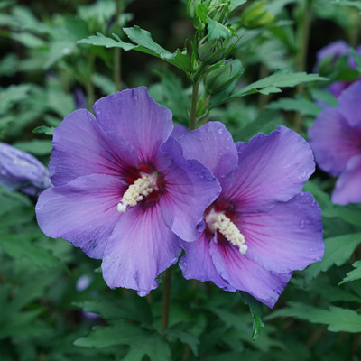 Paraplu Violet Rose of Sharon 'Althea' 2G