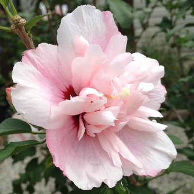 Strawberry Smoothie Rose of Sharon 'Althea' Tree 10G