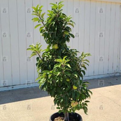 North Pole Columnar Apple Tree (7 Gal)