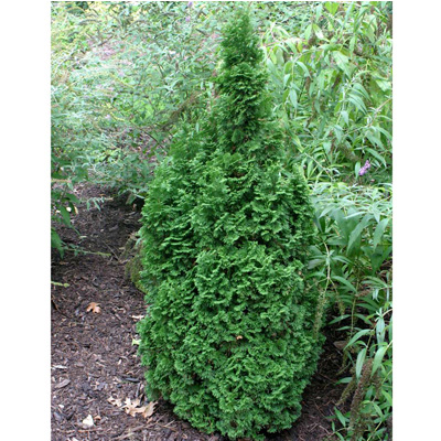 ARBORVITAE, DEGROOT'S SPR NAR 7G