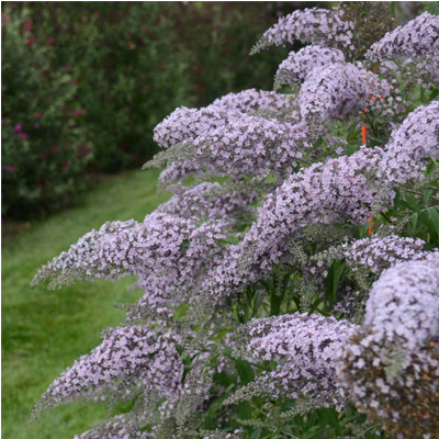 BUTTERFLY BUSH, GRAND CASCADE 5G